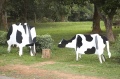 乳牛藝術造景